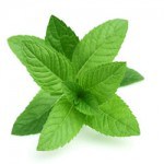 mint ingredient organifi reviews