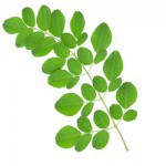 Moringa organifi ingredient 2